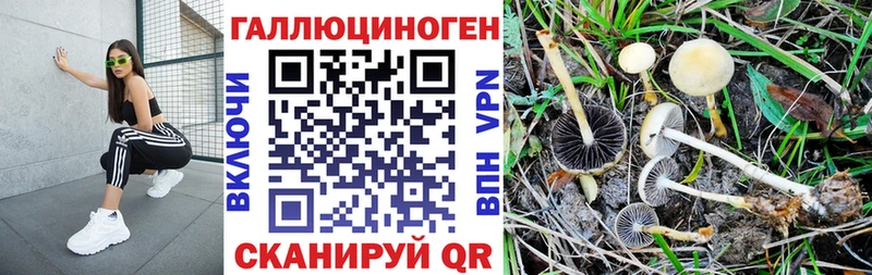 Галлюциногенные грибы Psilocybe Темников